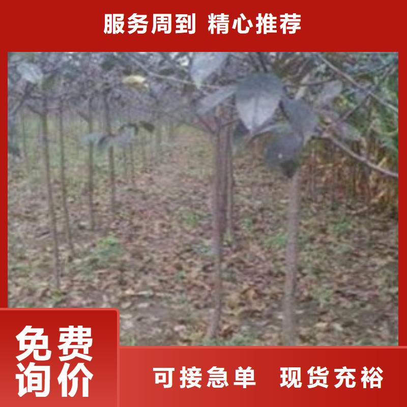 梨树苗桃树苗定金锁价当地供应商