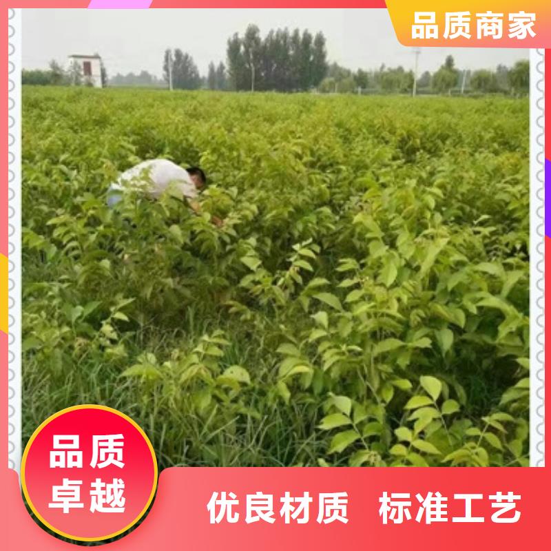 【核桃苗】桃树苗质量安全可靠本地经销商