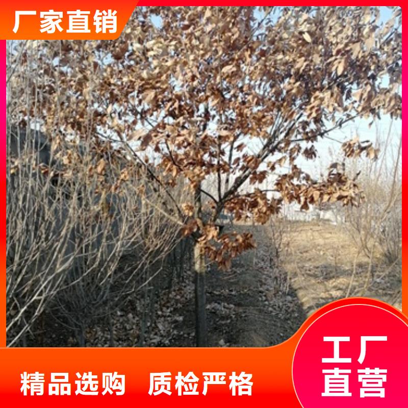 【板栗苗】李子苗买的是放心当地厂家