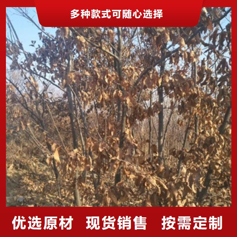 板栗苗【蓝莓苗】精心推荐当地经销商