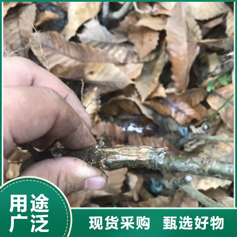 板栗苗,桃树苗直销厂家口碑好实力强