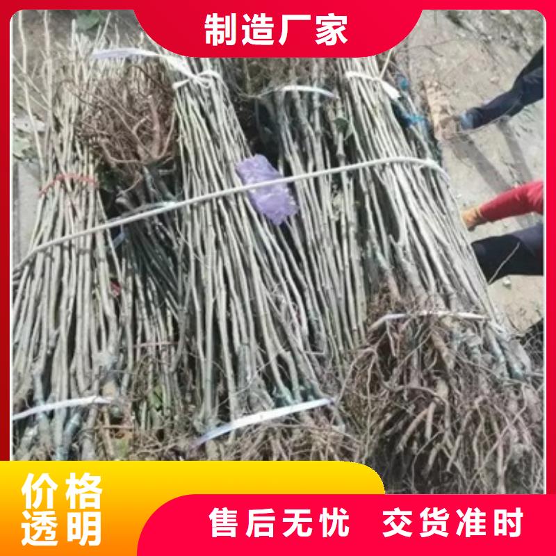 板栗苗价格有优势敢与同行比质量