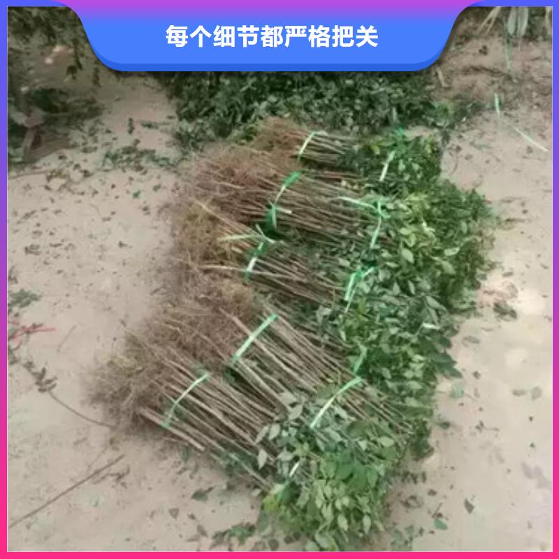 花椒苗_葡萄苗用心经营实地大厂