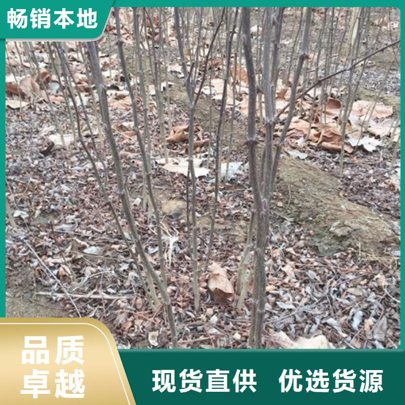 【花椒苗_苹果苗工厂直销】同城生产厂家