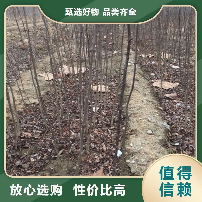 花椒苗苹果苗厂家直销大量现货产地批发