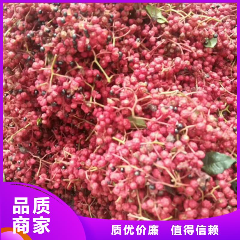 花椒苗【苹果苗】价格低口碑好实力强