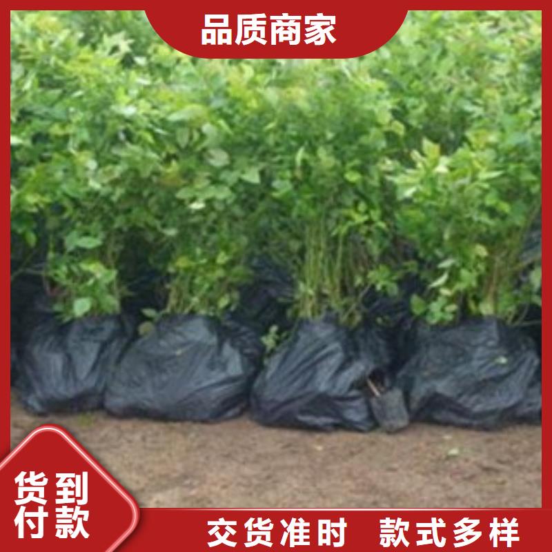 蓝莓苗板栗苗好品质选我们产地源头好货