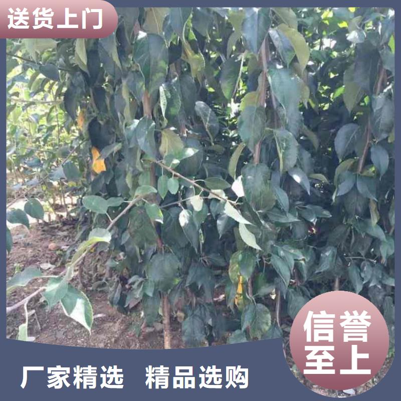 【苹果苗桃树苗大库存无缺货危机】当地厂家值得信赖