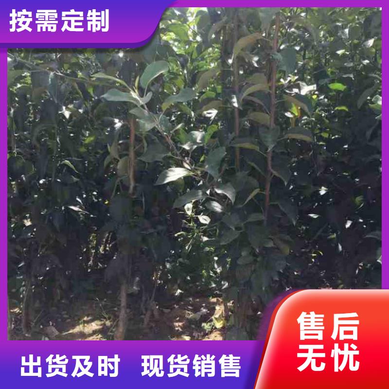 苹果苗品牌企业当地货源