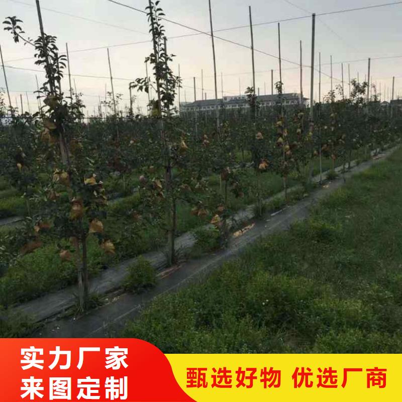 苹果苗核桃苗按需定制供您所需