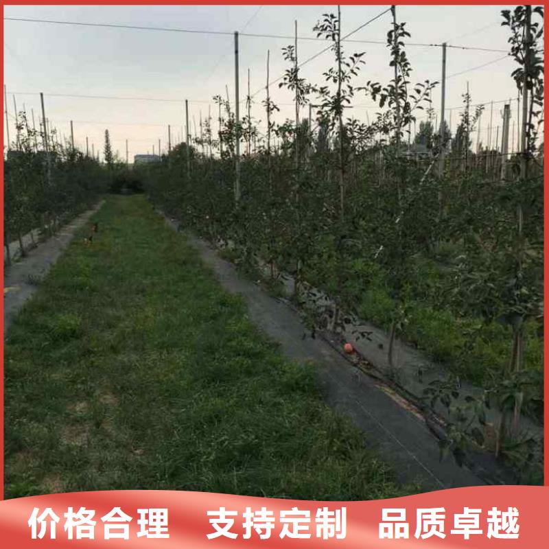 苹果苗核桃苗买的是放心好品质用的放心