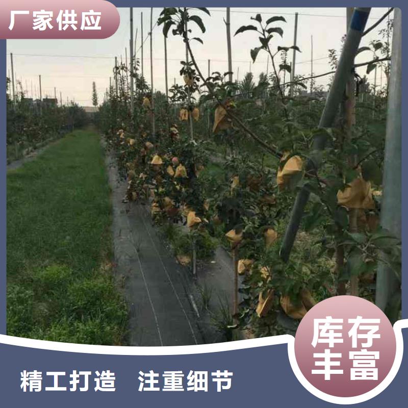 苹果苗【板栗苗】专注细节更放心同城厂家