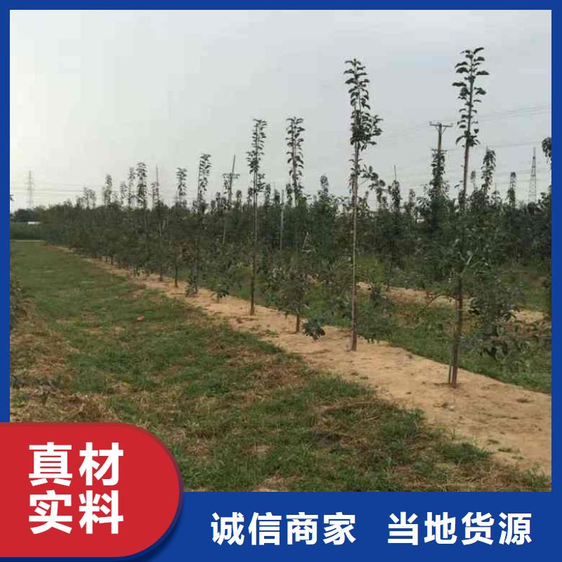 【苹果苗】山楂苗型号齐全同城品牌