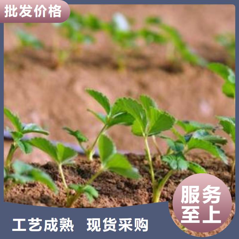 草莓苗梨树苗产地货源诚信为本