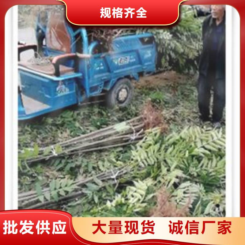 【香椿苗梨树苗多种工艺】当地制造商