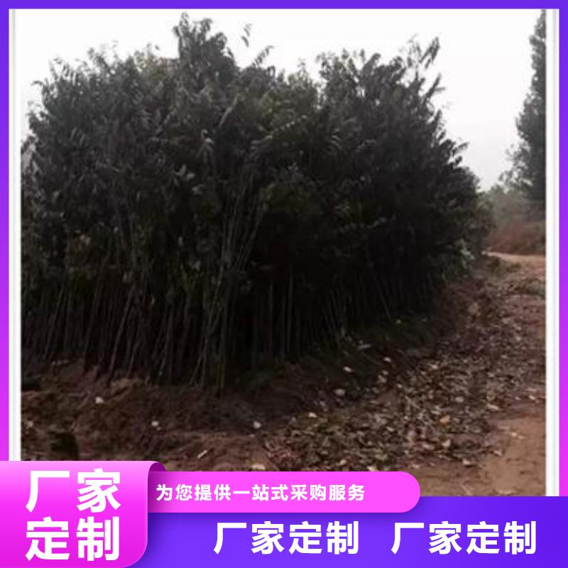 香椿苗核桃苗产地直供当地品牌