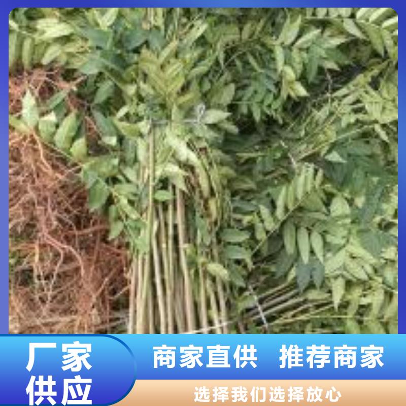 香椿苗花椒苗满足客户所需一致好评产品