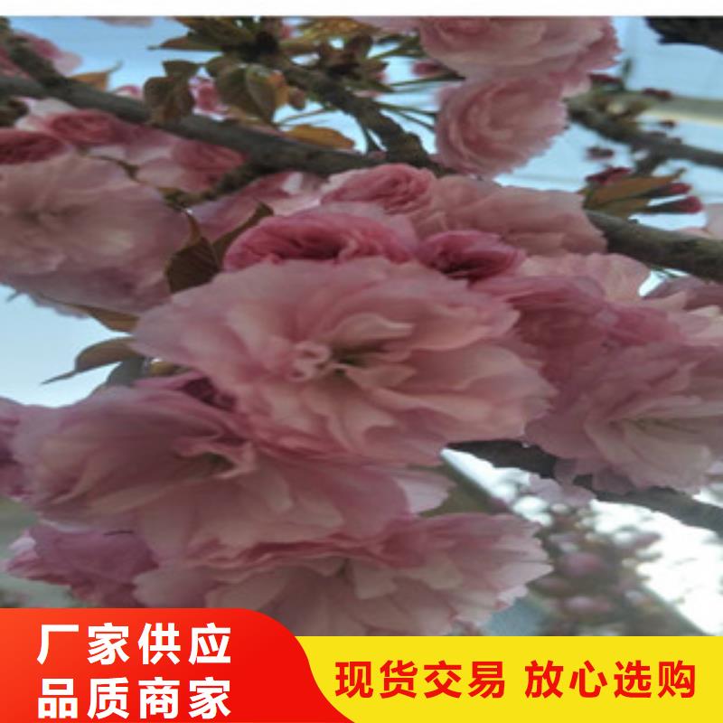 ​樱花【占地果树】厂家现货批发畅销当地