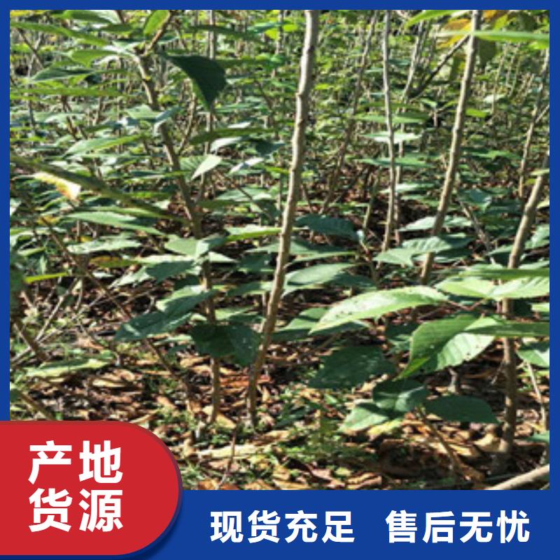 【樱花】占地果树一站式供应厂家多种规格供您选择