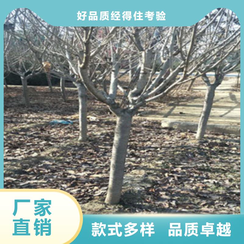 【樱花占地果树专业完善售后】工厂现货供应