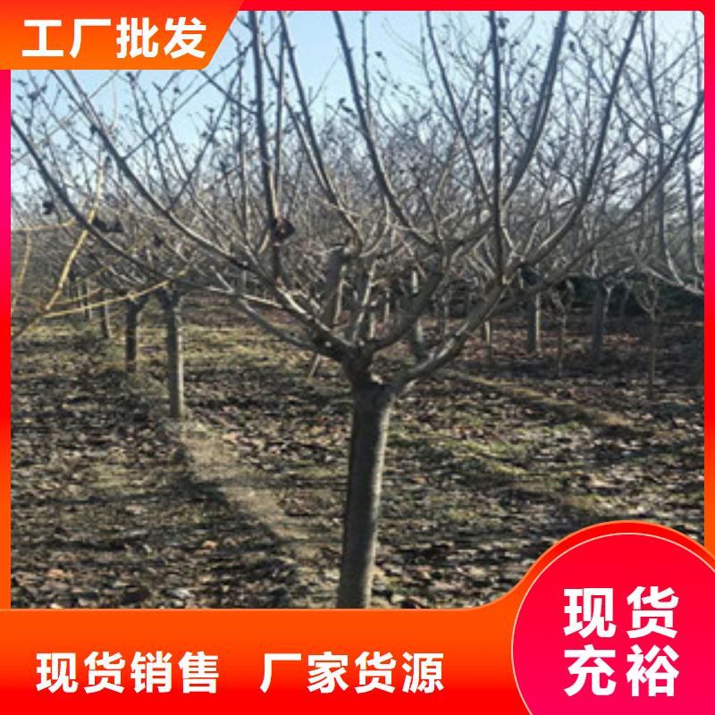 樱花占地果树品牌企业当地公司