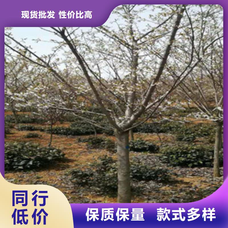 樱花【樱桃苗】售后无忧本地厂家