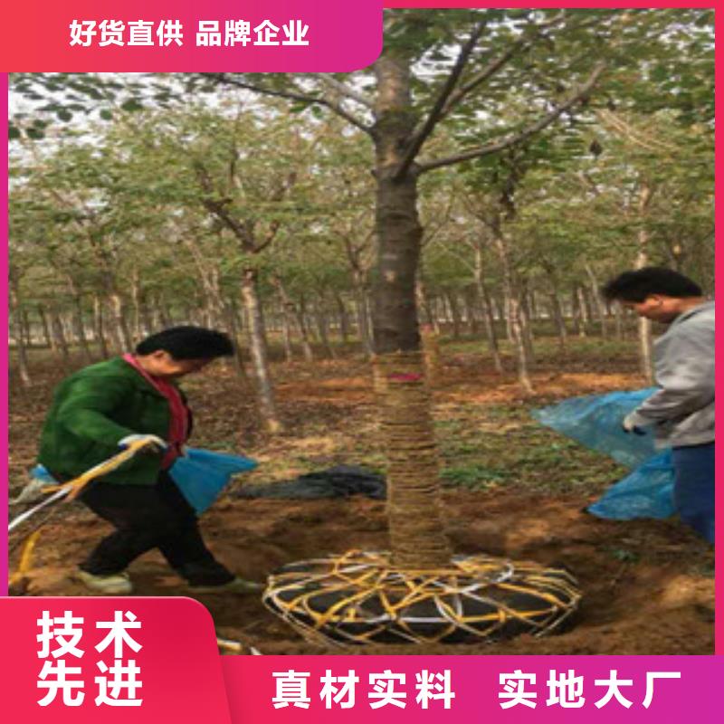 樱花-泰山景松造型景松实力雄厚品质保障产品细节