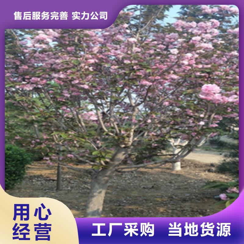 【樱花】碧桃源厂直销本地品牌