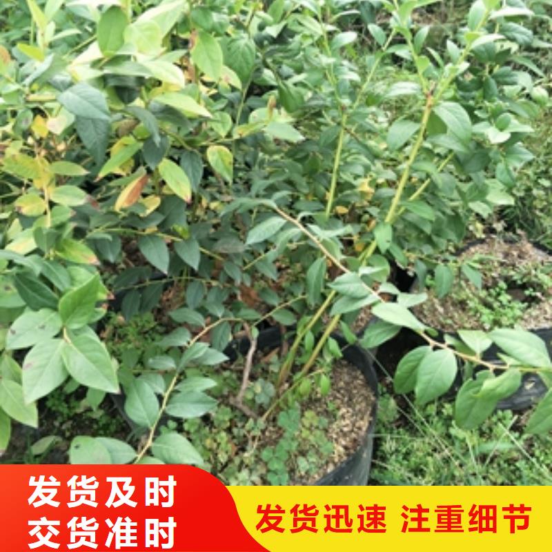 【蓝莓苗】核桃苗樱花苗长果桑树苗厂家直销直供海量库存