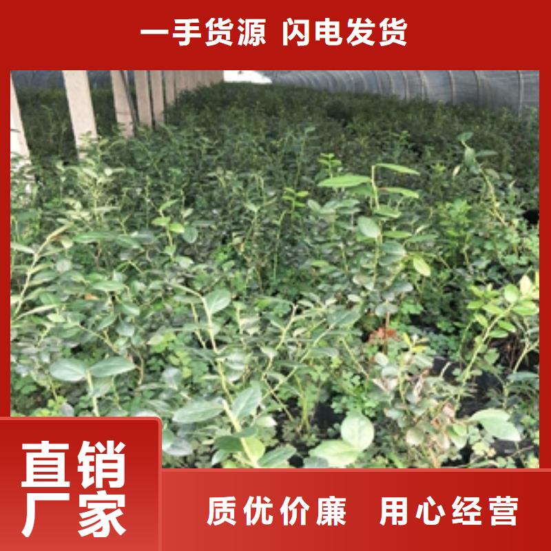 蓝莓苗质量三包经久耐用