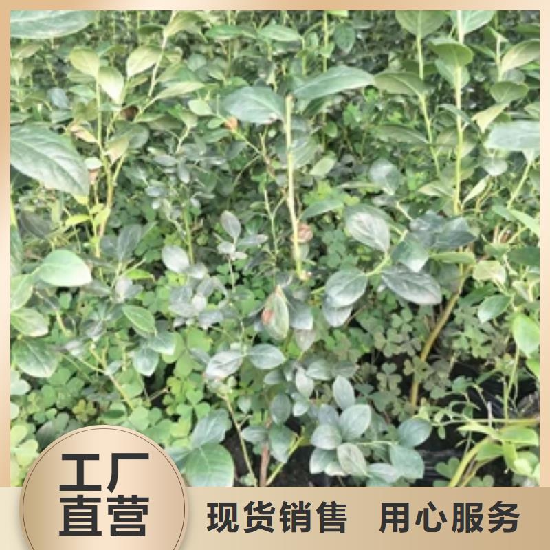 【蓝莓苗源厂定制】推荐厂家