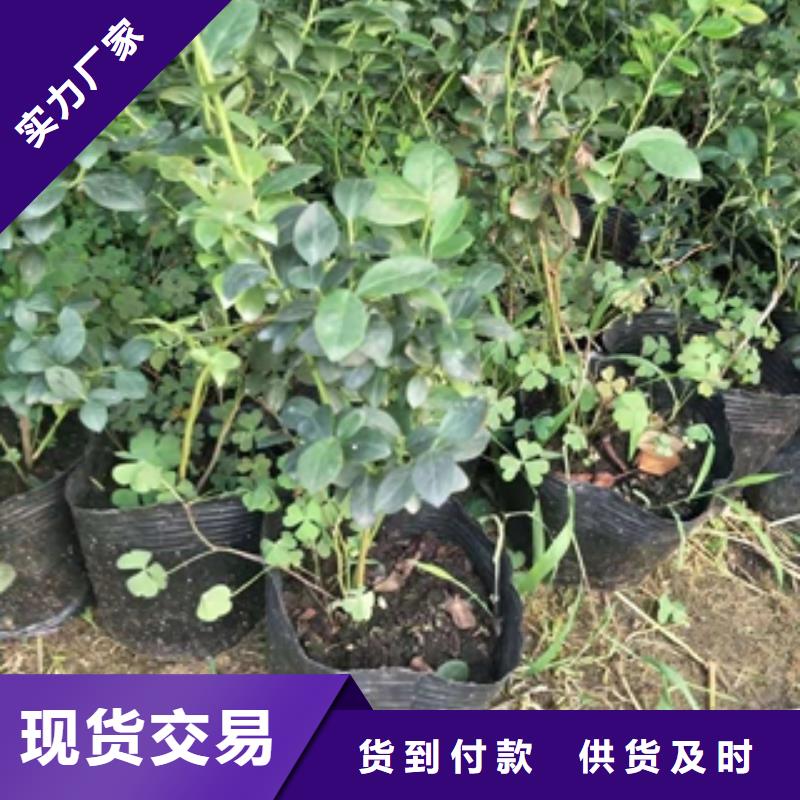 【蓝莓苗泰山景松造型景松品质有保障】质量层层把关