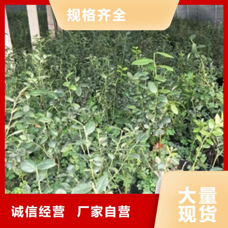 蓝莓苗樱桃苗高标准高品质买的是放心