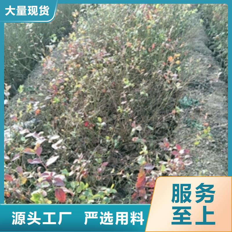 蓝莓苗核桃苗樱花苗长果桑树苗真实拍摄品质可靠当地货源