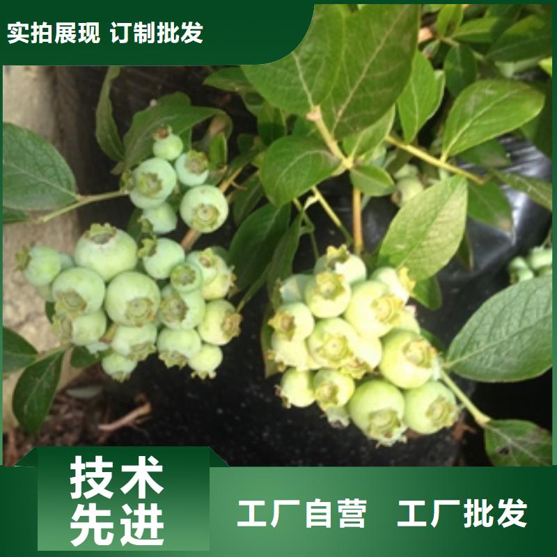 蓝莓苗核桃苗樱花苗长果桑树苗让客户买的放心精工制作