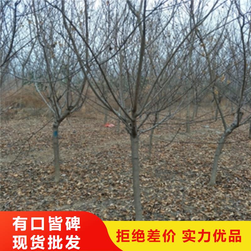 【桃树-蓝莓苗品质保障售后无忧】您想要的我们都有