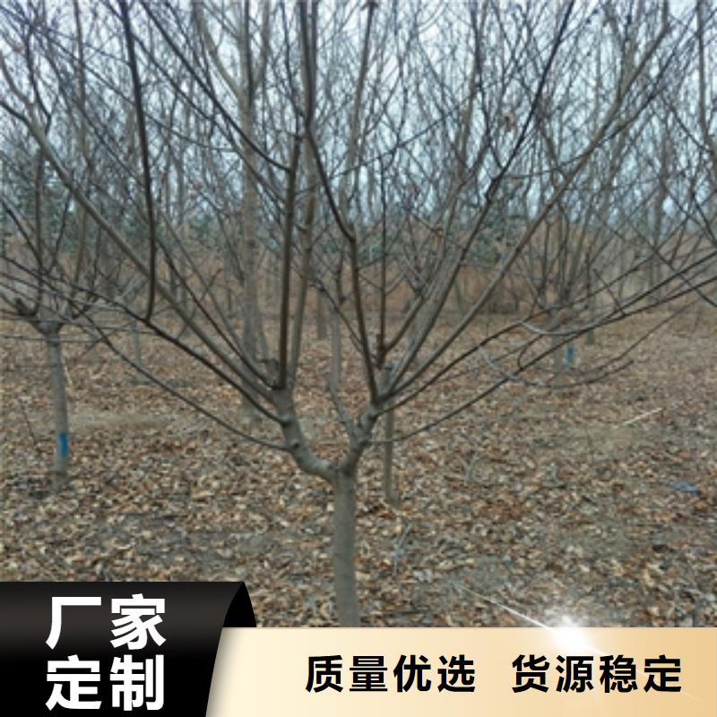 桃树-占地果树经验丰富品质可靠质量层层把关