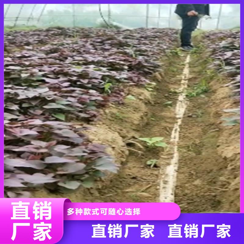 紫红薯苗怎么培育联系厂家