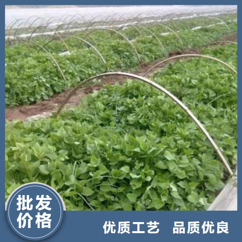 鲜食型紫薯苗供应支持定制加工