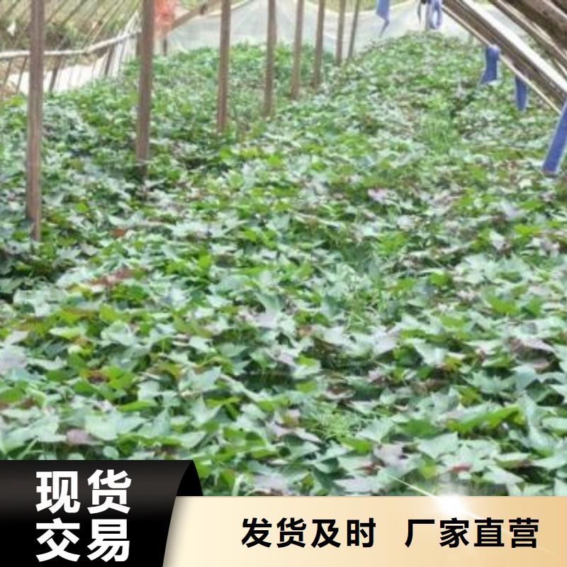 紫薯苗（绫紫）厂家价格源头厂家量大价优