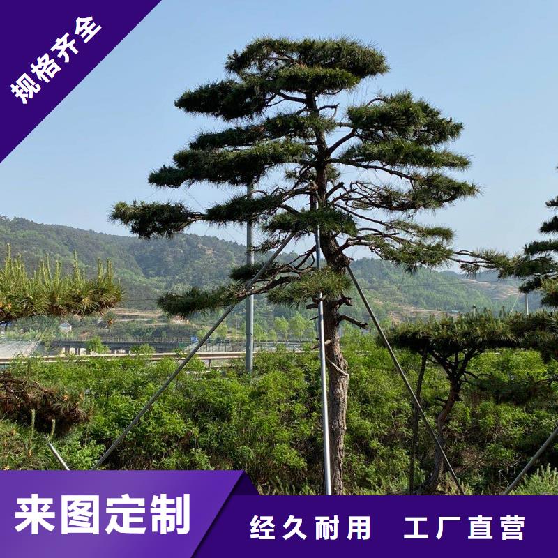 泰山松生产基地一站式供应厂家