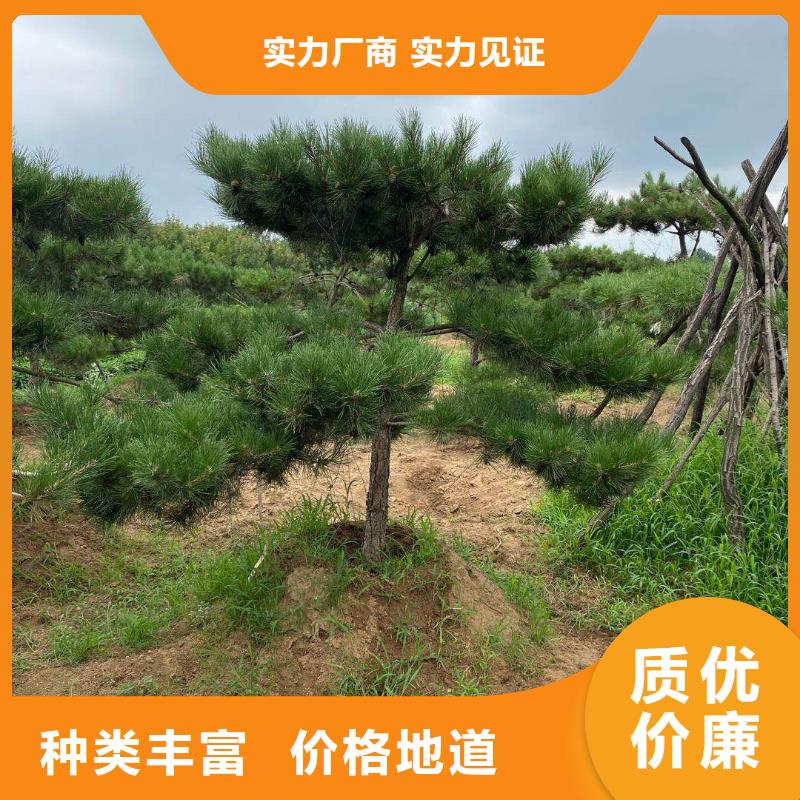 发货及时的景观松基地本地制造商