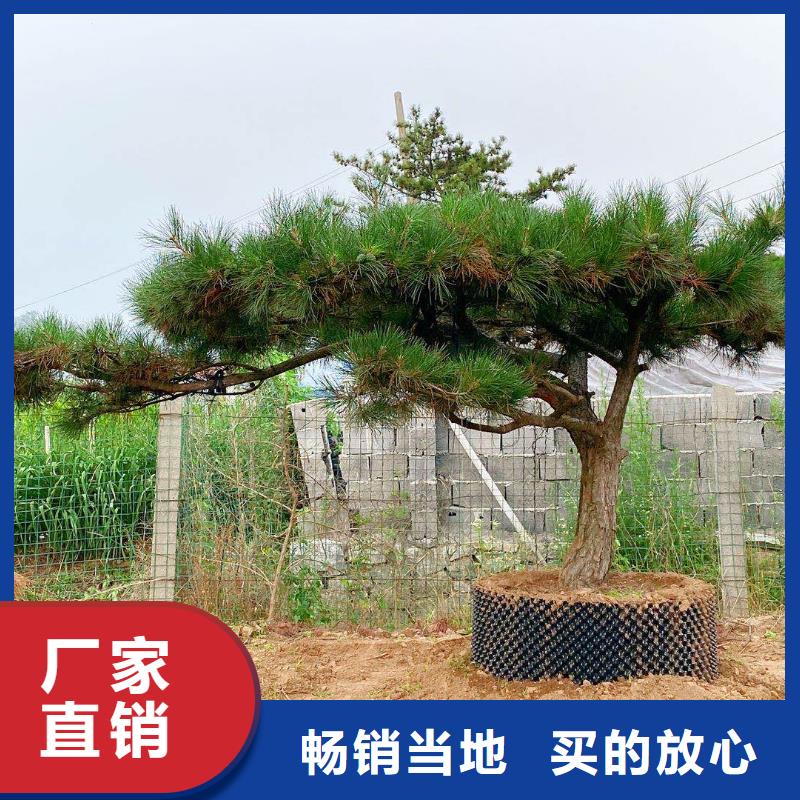 油松品质为本用心提升细节