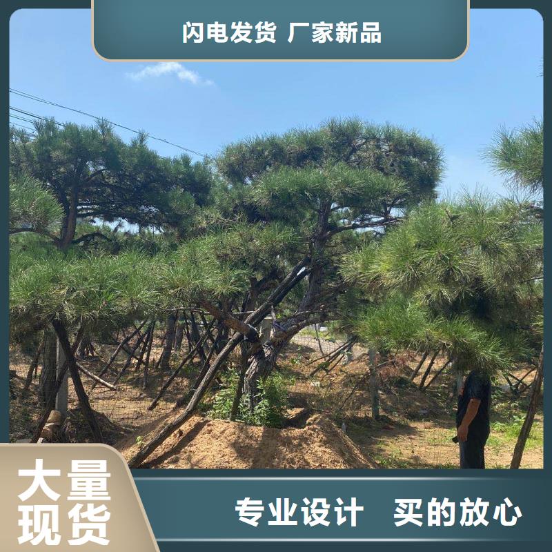 造型松,大型古松讲信誉保质量同城品牌