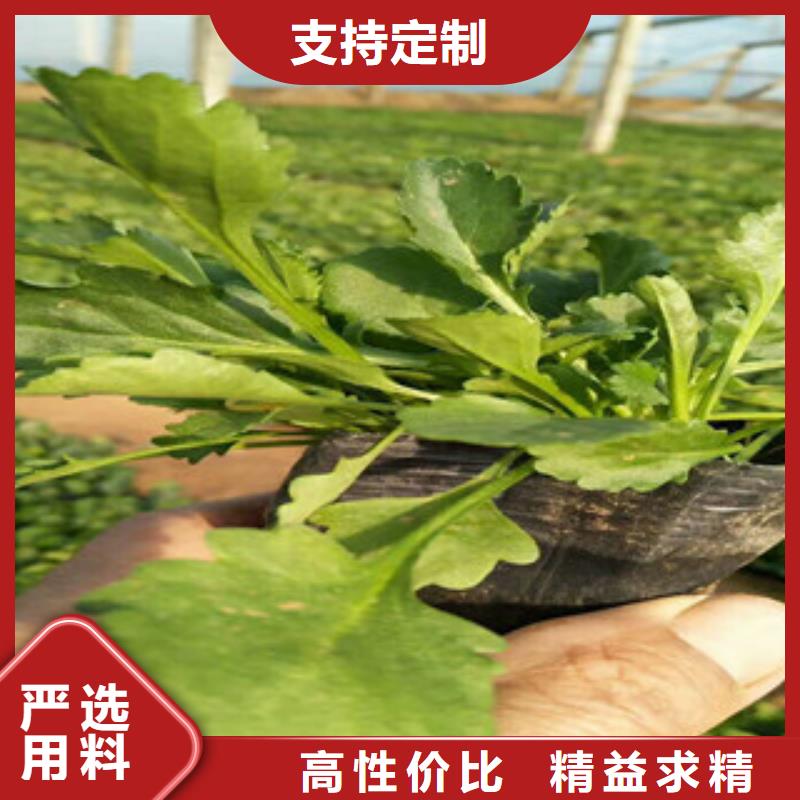 时令草花_五一国庆草花批发工厂批发本地服务商