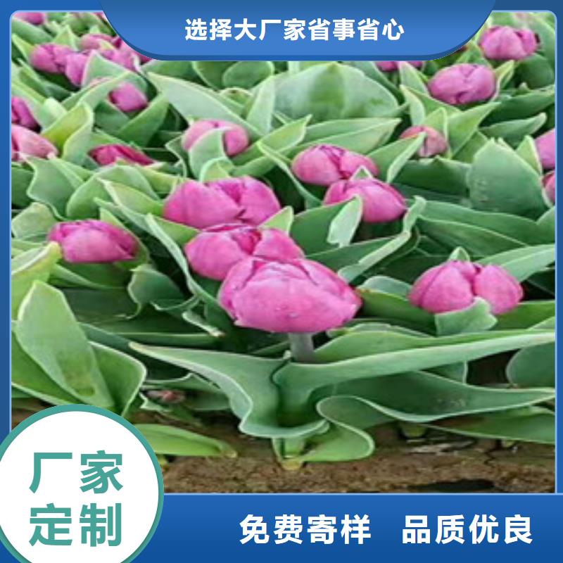 【时令草花-耐寒耐旱草花基地多家仓库发货】货源充足