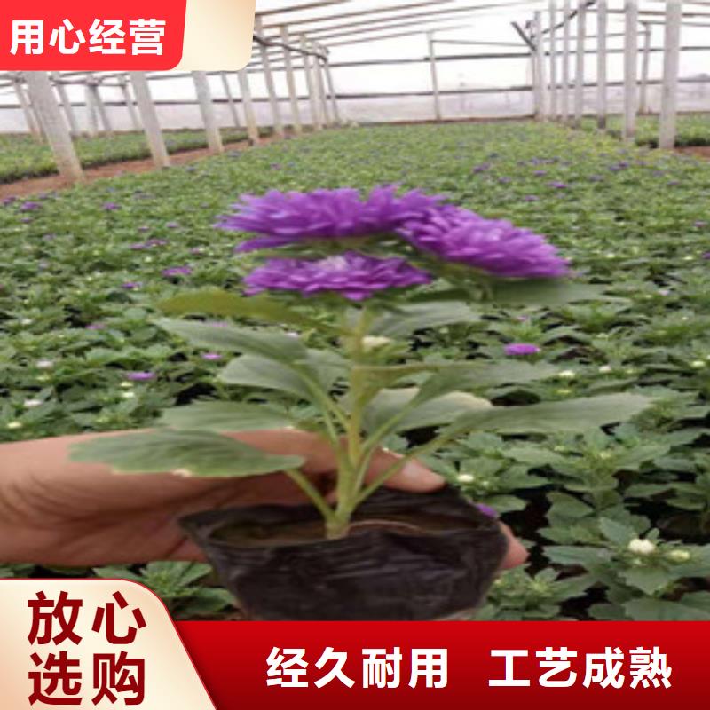 宿根花卉花海景观工程源头厂源头货量大更优惠