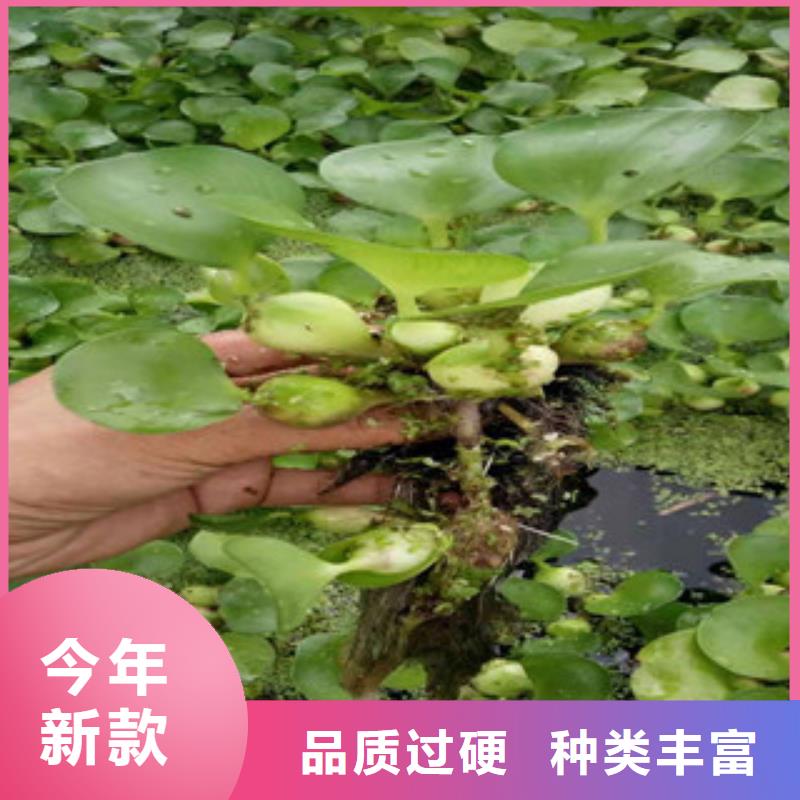 宿根花卉【鲁冰花/粉黛乱子草】产地源头好货产地直销