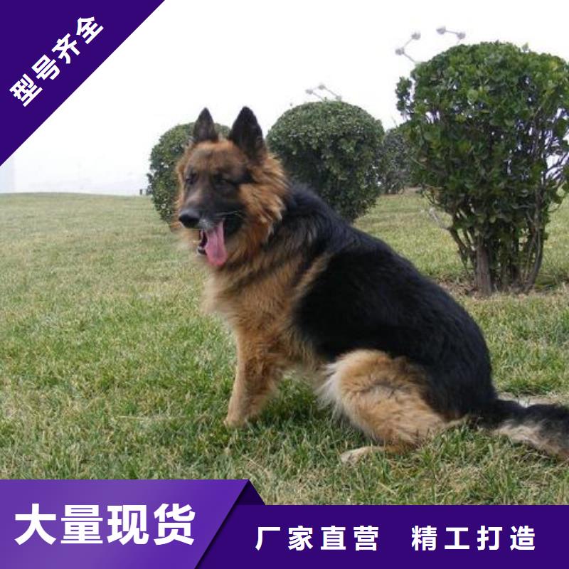 德国牧羊犬杜高犬厂家现货批发本地生产厂家