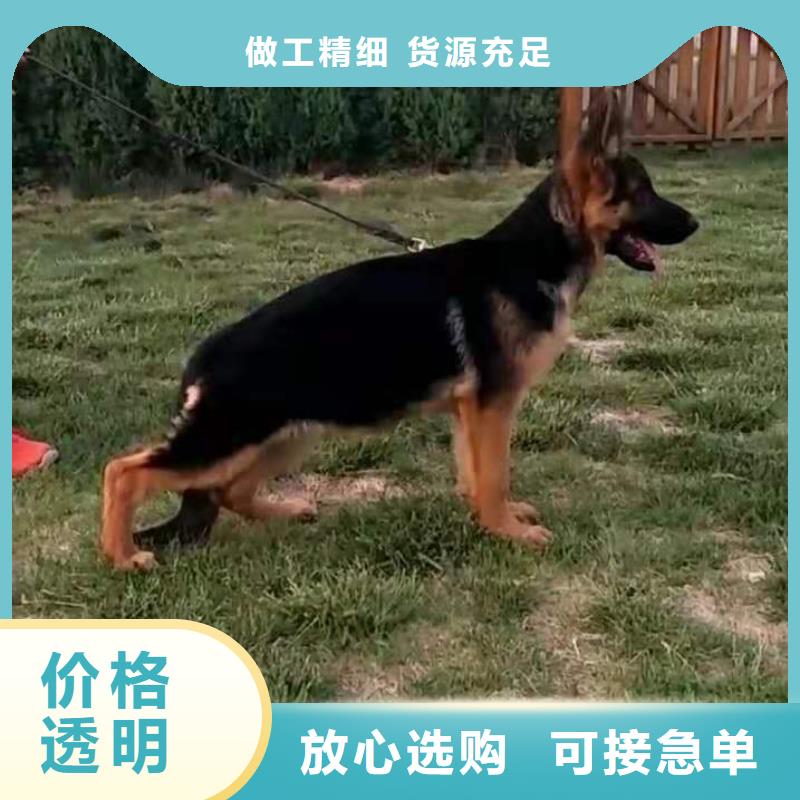 德国牧羊犬德牧犬按需定制用途广泛